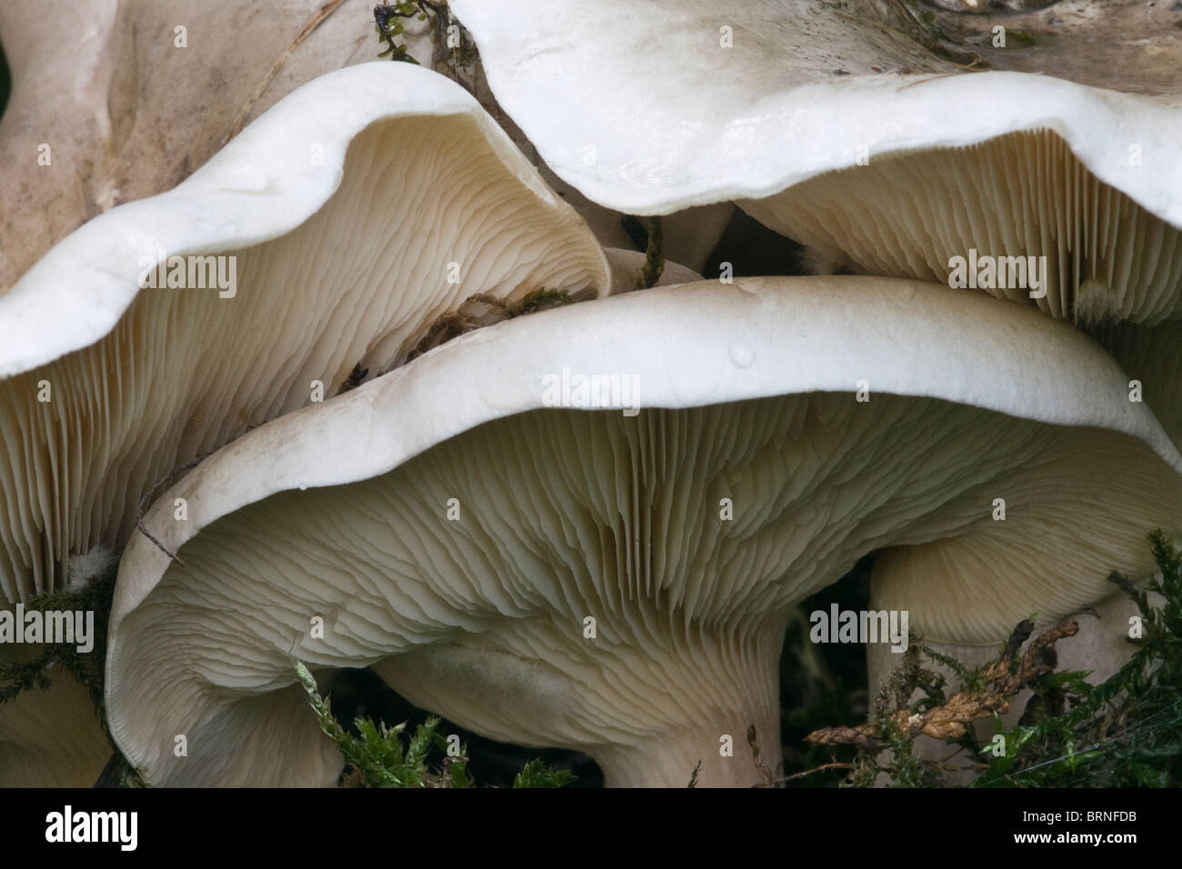 Getrübte Agaric (Clitocybe Nebularis) Stockfoto