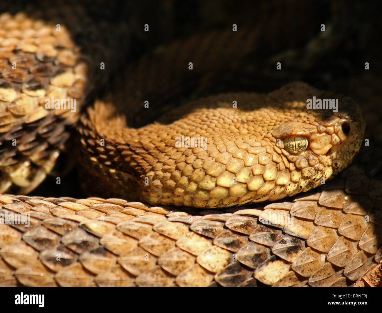 Holz-Klapperschlange (Crotalus Horridus) Stockfoto