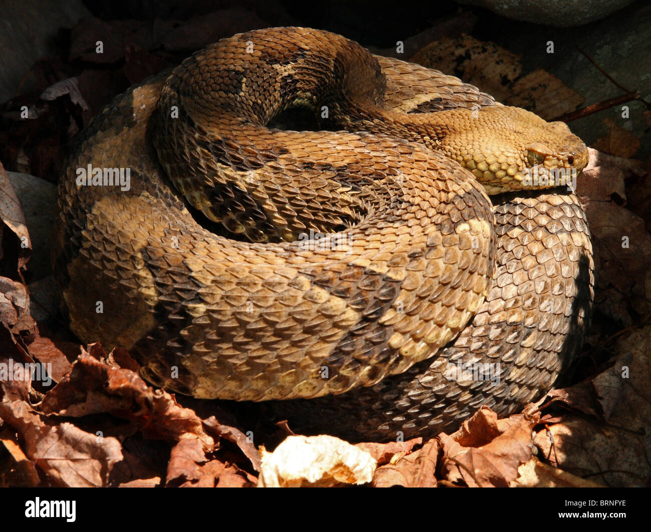 Holz-Klapperschlange (Crotalus Horridus) Stockfoto