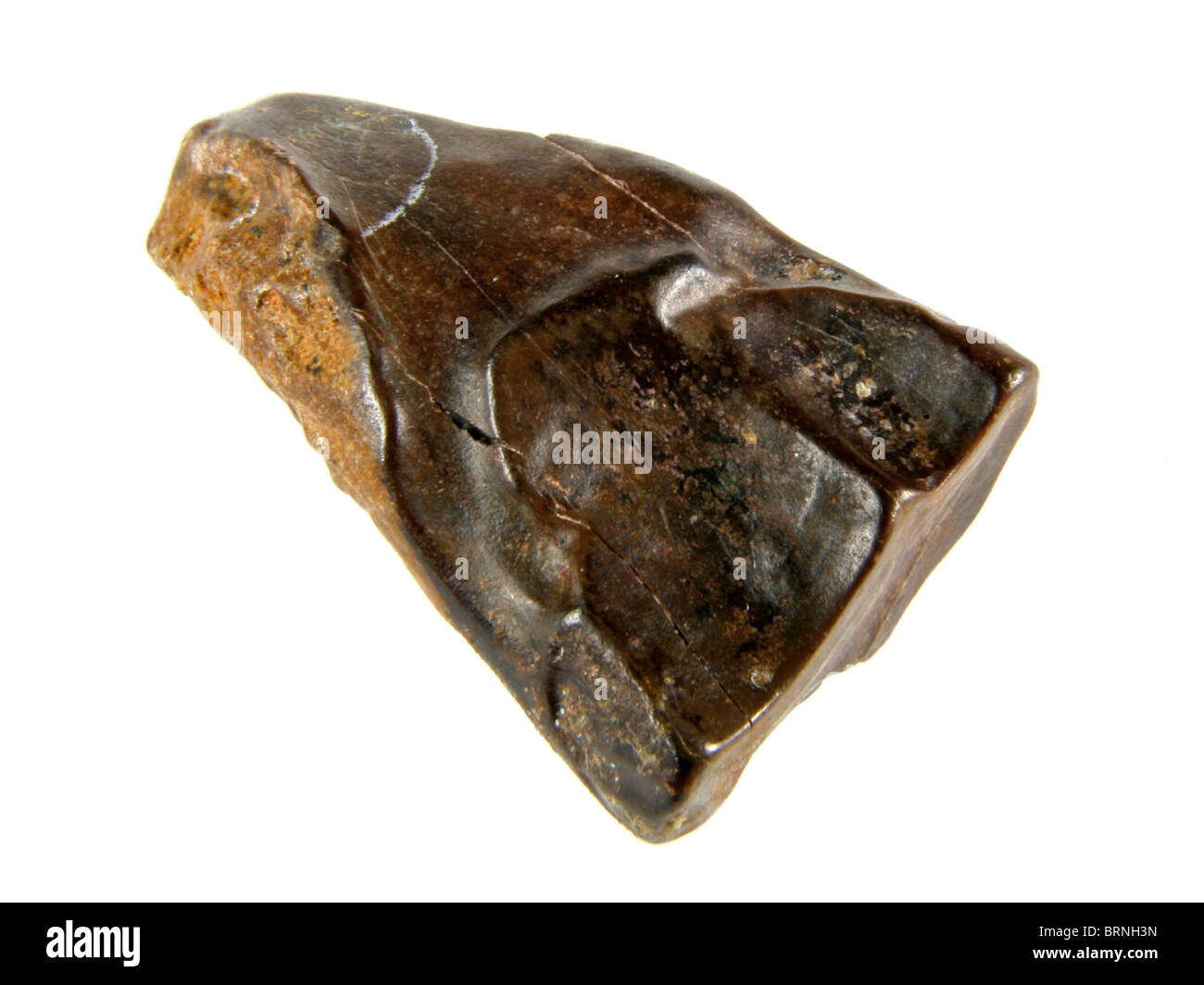 Triceratops Horridus (Zahn von einem sehr erkennbar Dinosaurier) 66 Millionen Jahre alt Hell Creek, Montana Stockfoto