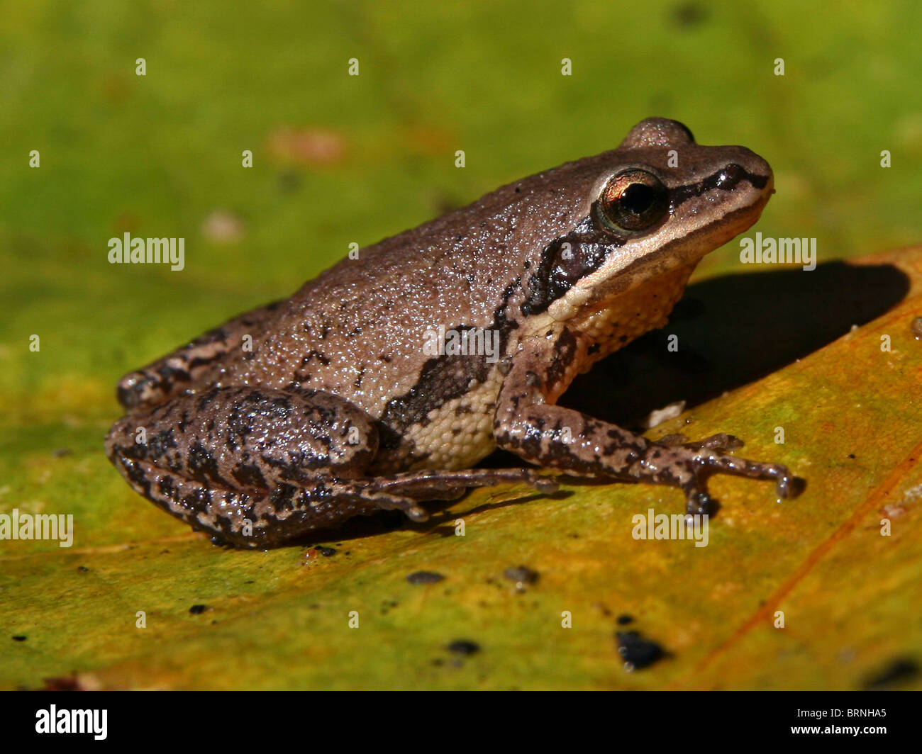 Upland-Chor-Frosch (Pseudacris Feriarum) Stockfoto