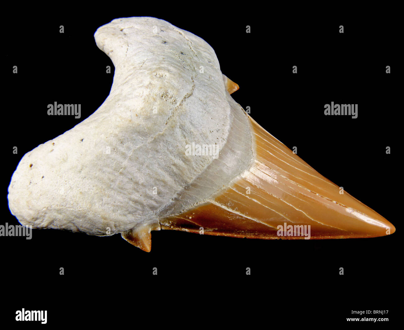 Otodus Obliquus (Zahn aus erloschenen Makrelen Hai) 53 Millionen Jahre alt gesammelt von Atlas, Marokko Stockfoto