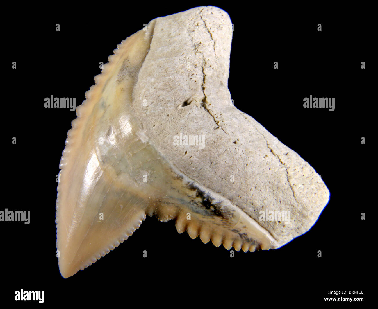 Galeocerdo Cuvier (Zahn aus der Tigerhai) 3 Millionen Jahre alt gesammelt von Aurora, North Carolina Stockfoto