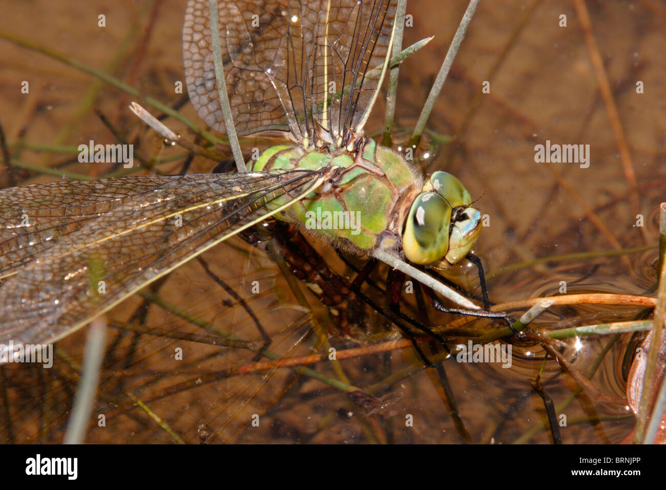 Kaiser Libelle (Anax Imperator) Weibchen Eier, UK. Stockfoto