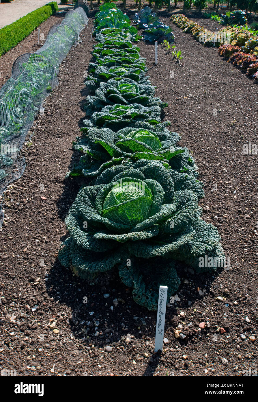 Barbose Cabbges im Gemüsegarten Stockfoto