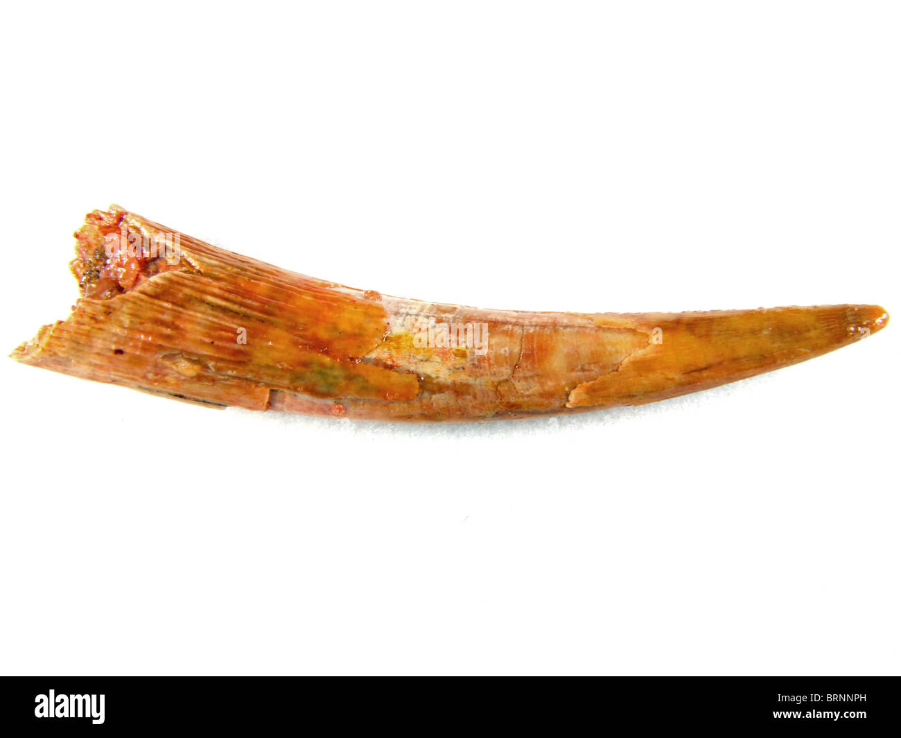 Siroccopteryx Moroccoensis (Zahn von einem fliegenden Dinosaurier) 96 Millionen Jahre alten Sar-es-Souk Kem-Kem Becken, Marokko Stockfoto