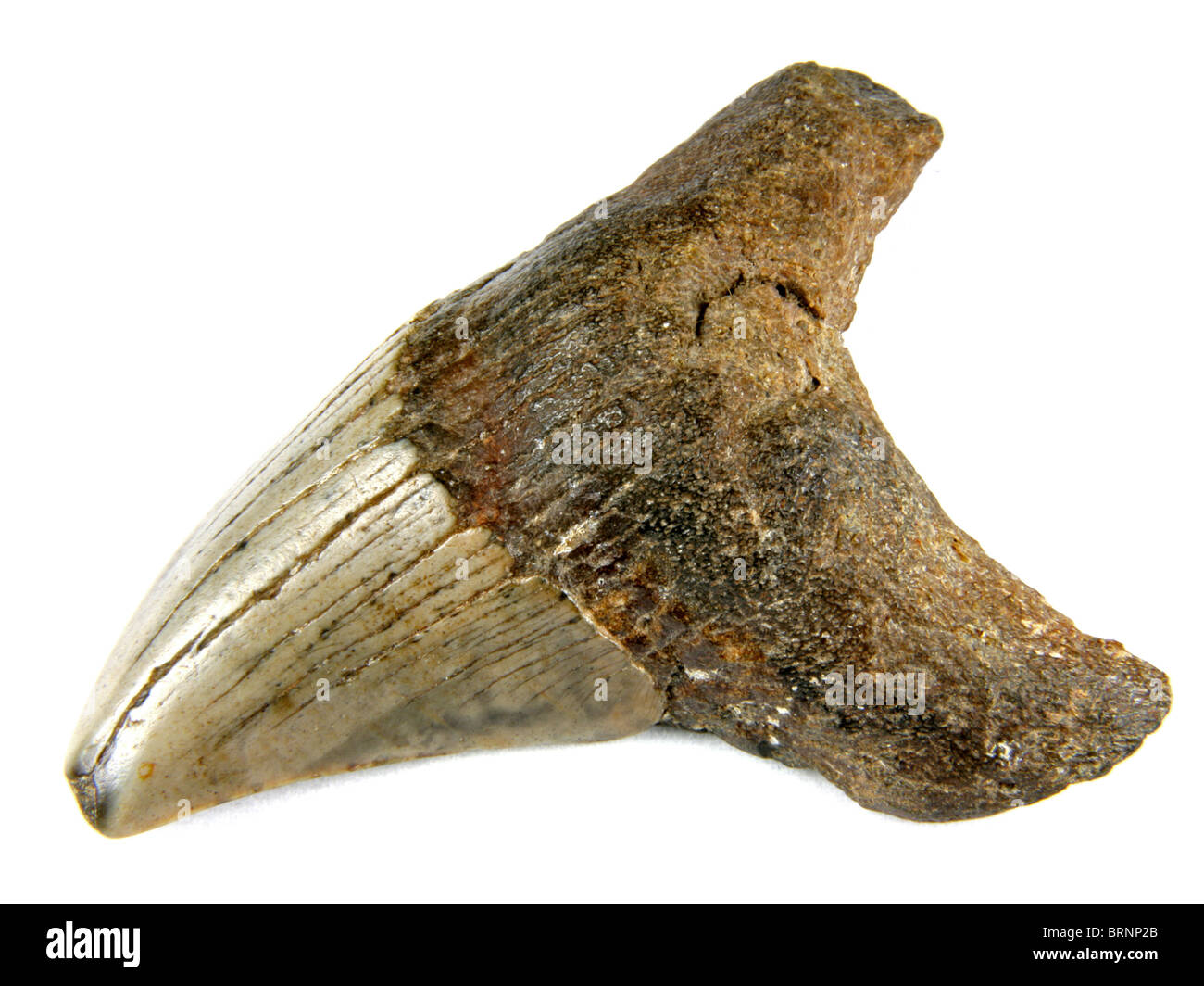 Parotodus Benedeni (extrem selten Zahn aus dem falschen Mako-Hai) 3 Millionen Jahre alt gesammelt von Küste von South Carolina Stockfoto