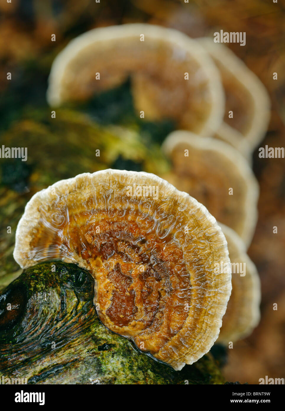 Viele Zonen Polypore Pilze. Stockfoto