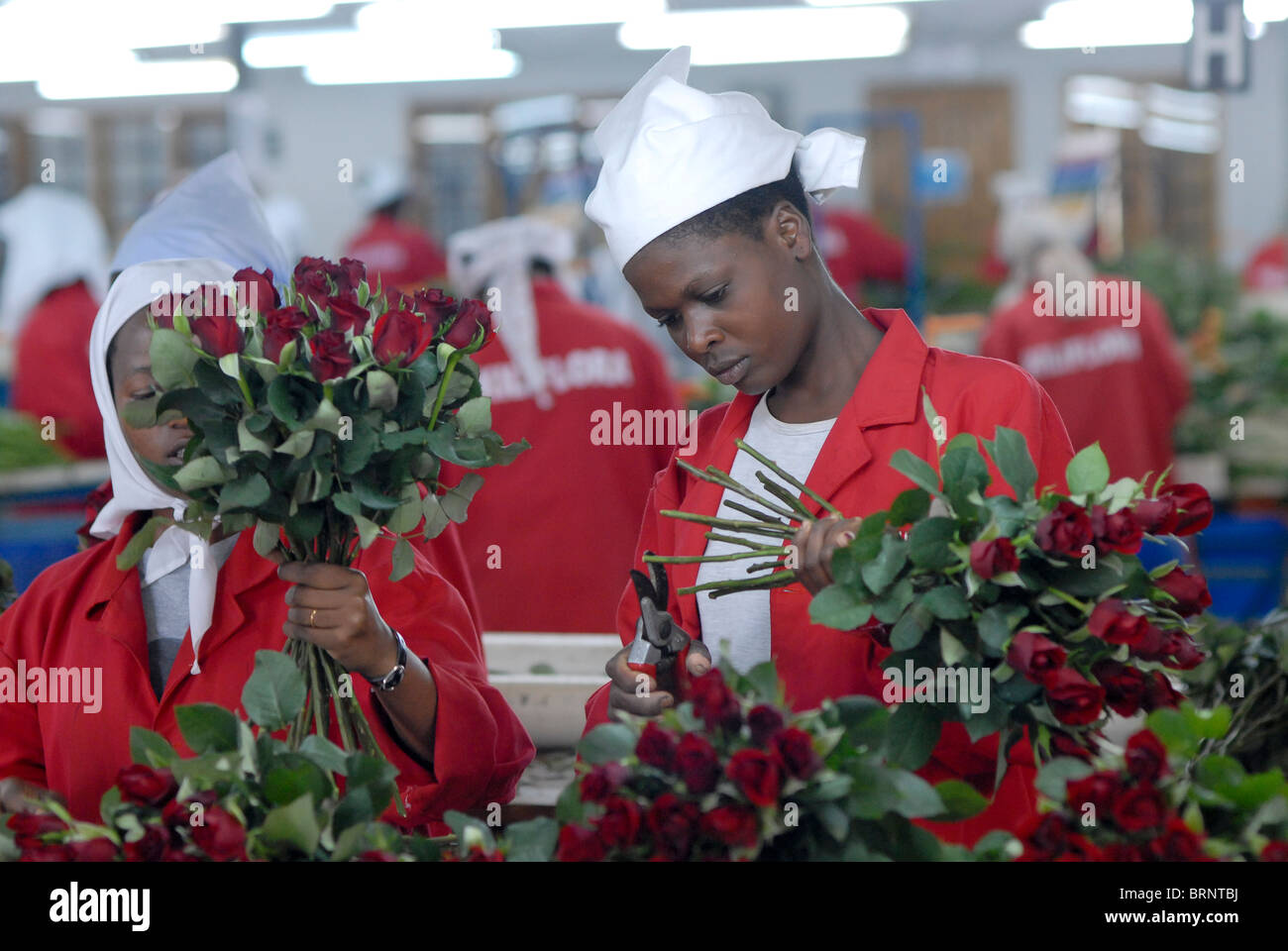 Rose Blume Anbau im Gewächshaus bei FLP Flower Label Programm Firma Kiliflora für den Export nach Europa uns Afrika Tansania Stockfoto