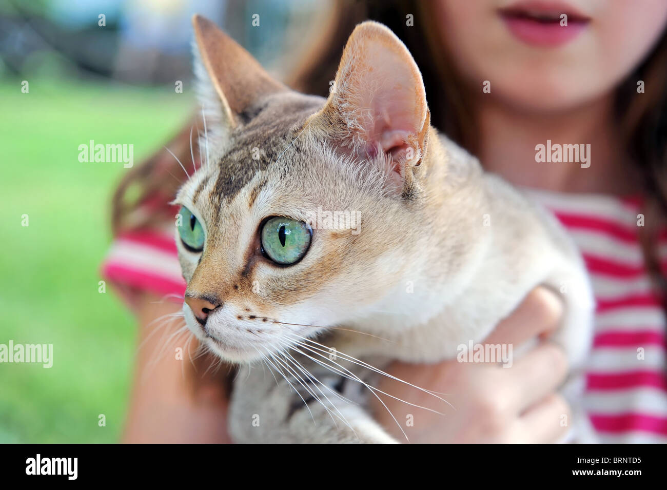 Singapura Katze, Mädchen Holding Pet Natur Closeup Stockfoto