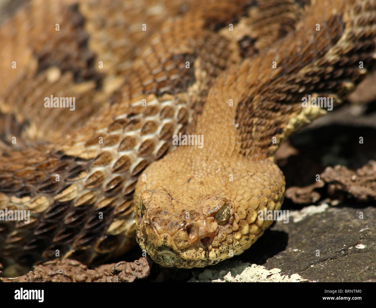 Holz-Klapperschlange (Crotalus Horridus) Stockfoto