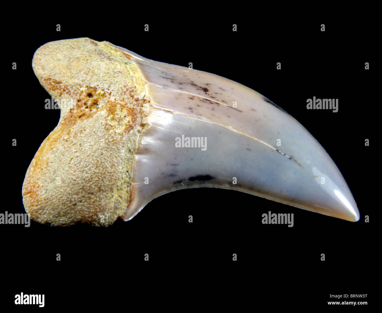 Isurus Planus (Zahn aus dem ausgestorbenen süchtig Zahn Mako Hai) 10 Millionen Jahre alten gesammelt aus Bakersfield, Kalifornien Stockfoto