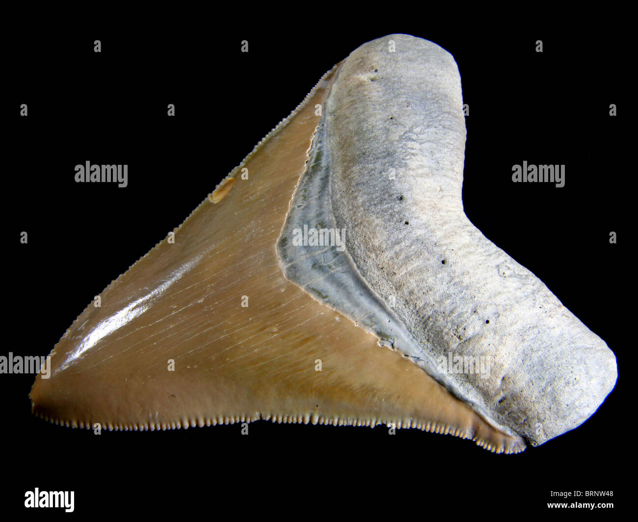 Carcharocles Megalodon 7 Millionen Jahre alten gesammelt aus Summerville, South Carolina Stockfoto