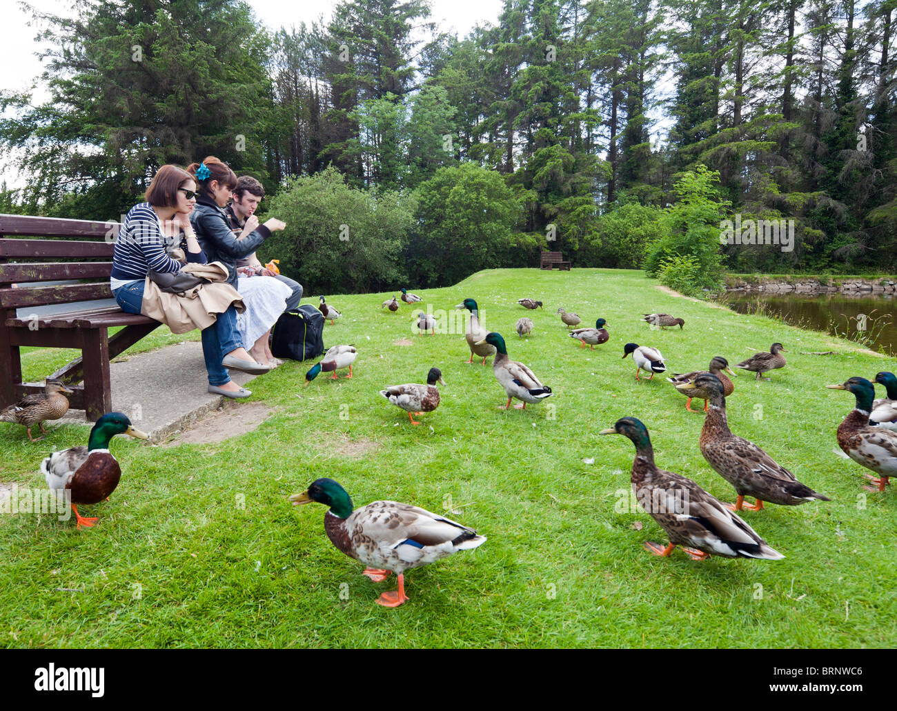 zwei Mädchen und ein Junge füttern Enten, Silent Valley Reservoir, Nordirland, Vereinigtes Königreich Stockfoto