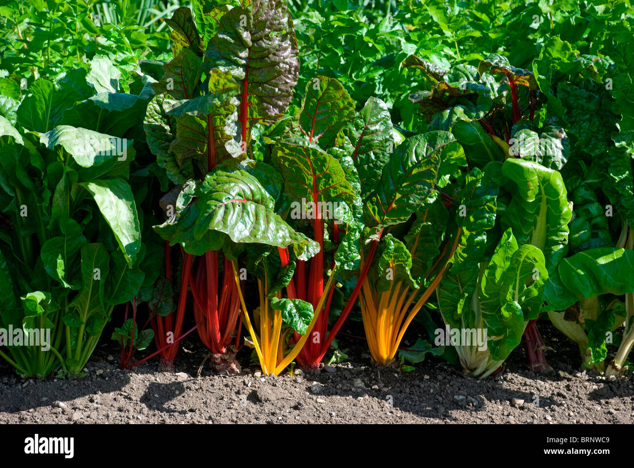 Mangold im Gemüsegarten Stockfoto