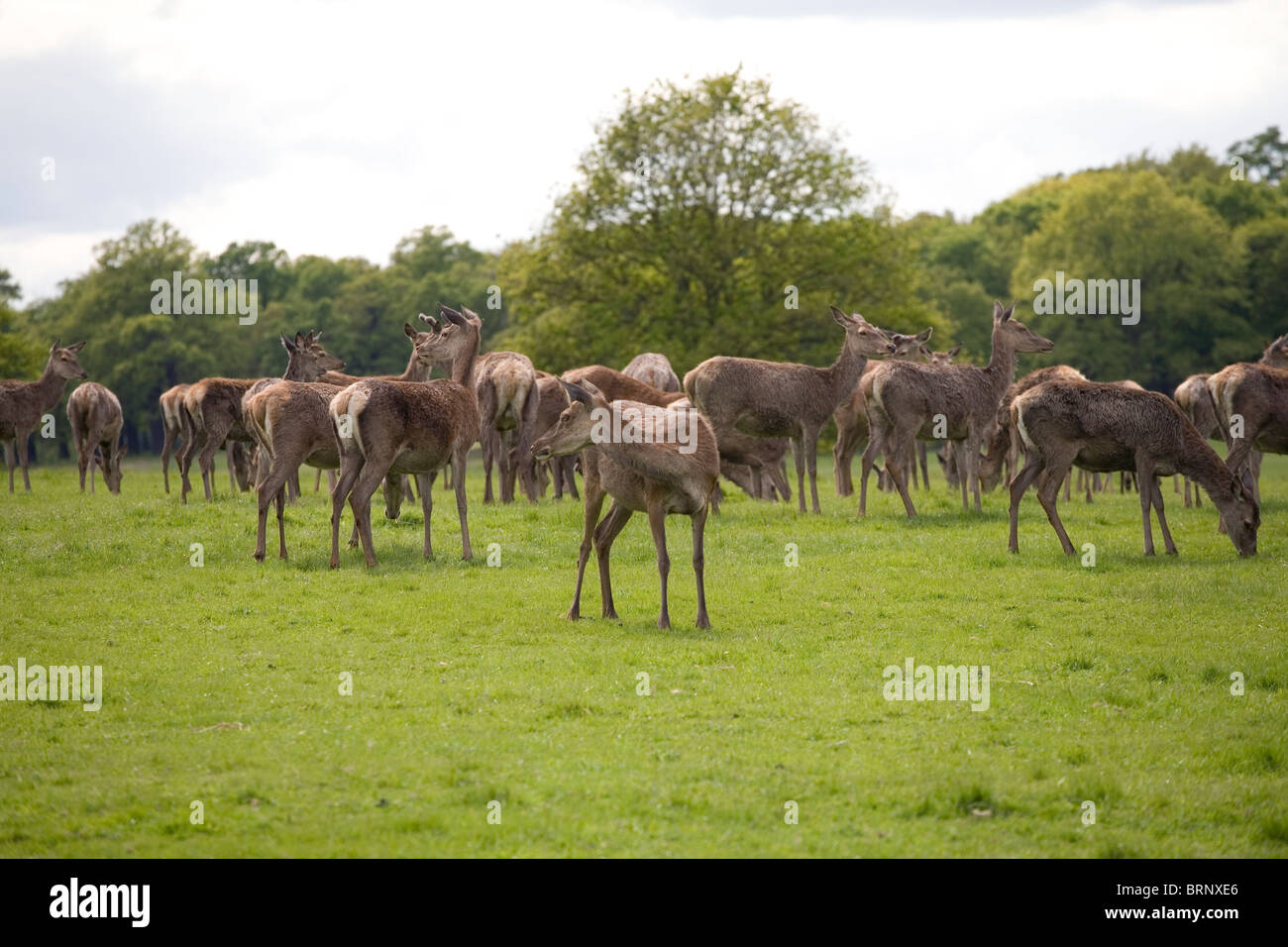 Deer Richmond Park Tiere Natur Gruppe Herde wild Stockfoto