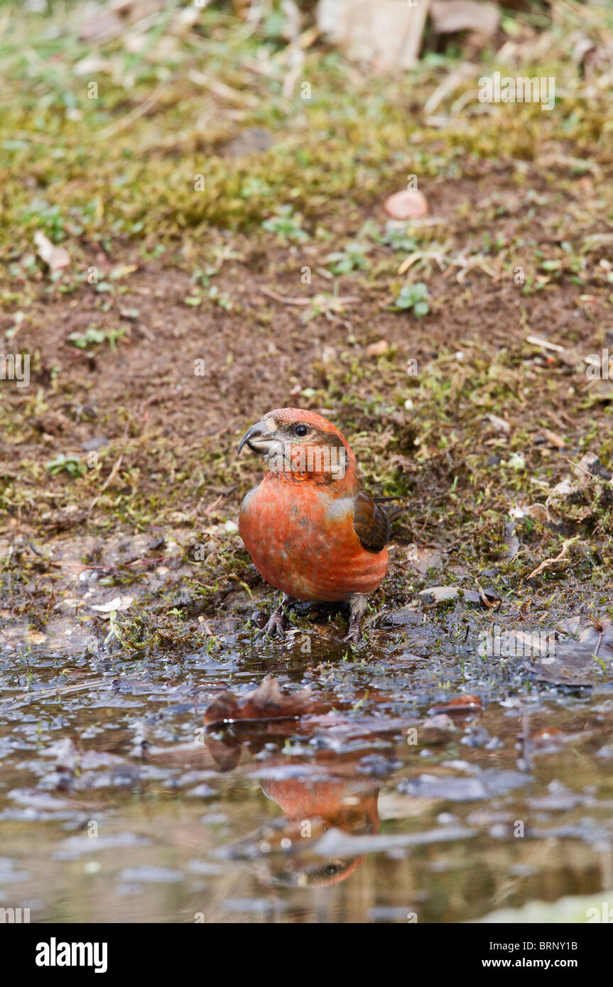 Fichtenkreuzschnabel (Loxia Curvirostra) männlich trinken Stockfoto