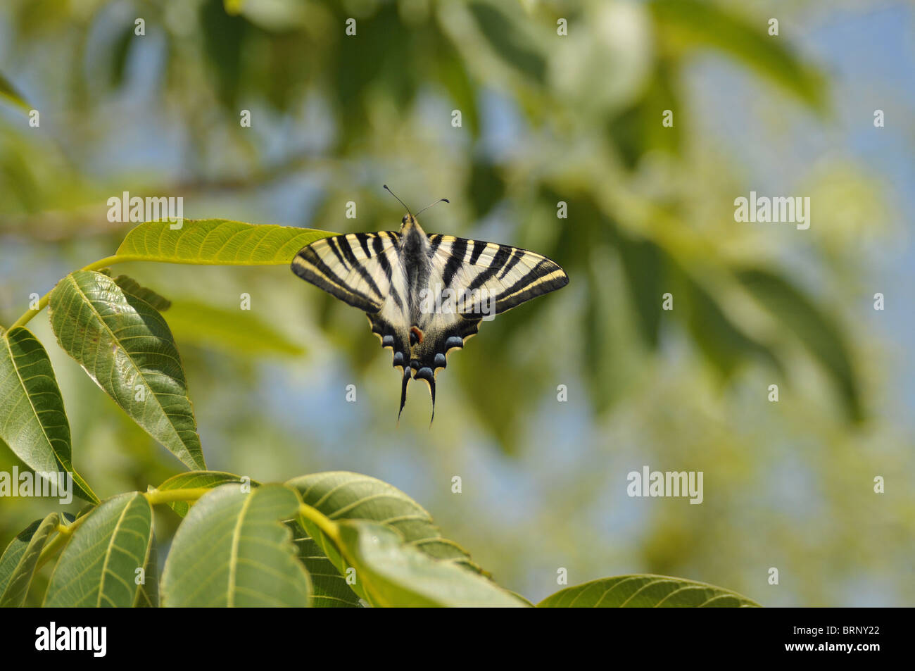 Schmetterling auf Nussbaum, Schwalbe angebundene Schmetterling, Tierwelt Stockfoto