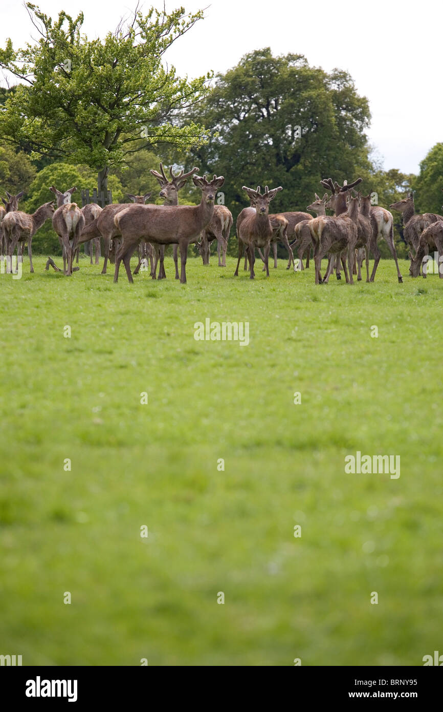 Deer Richmond Park Tiere Natur Gruppe Herde wild Stockfoto