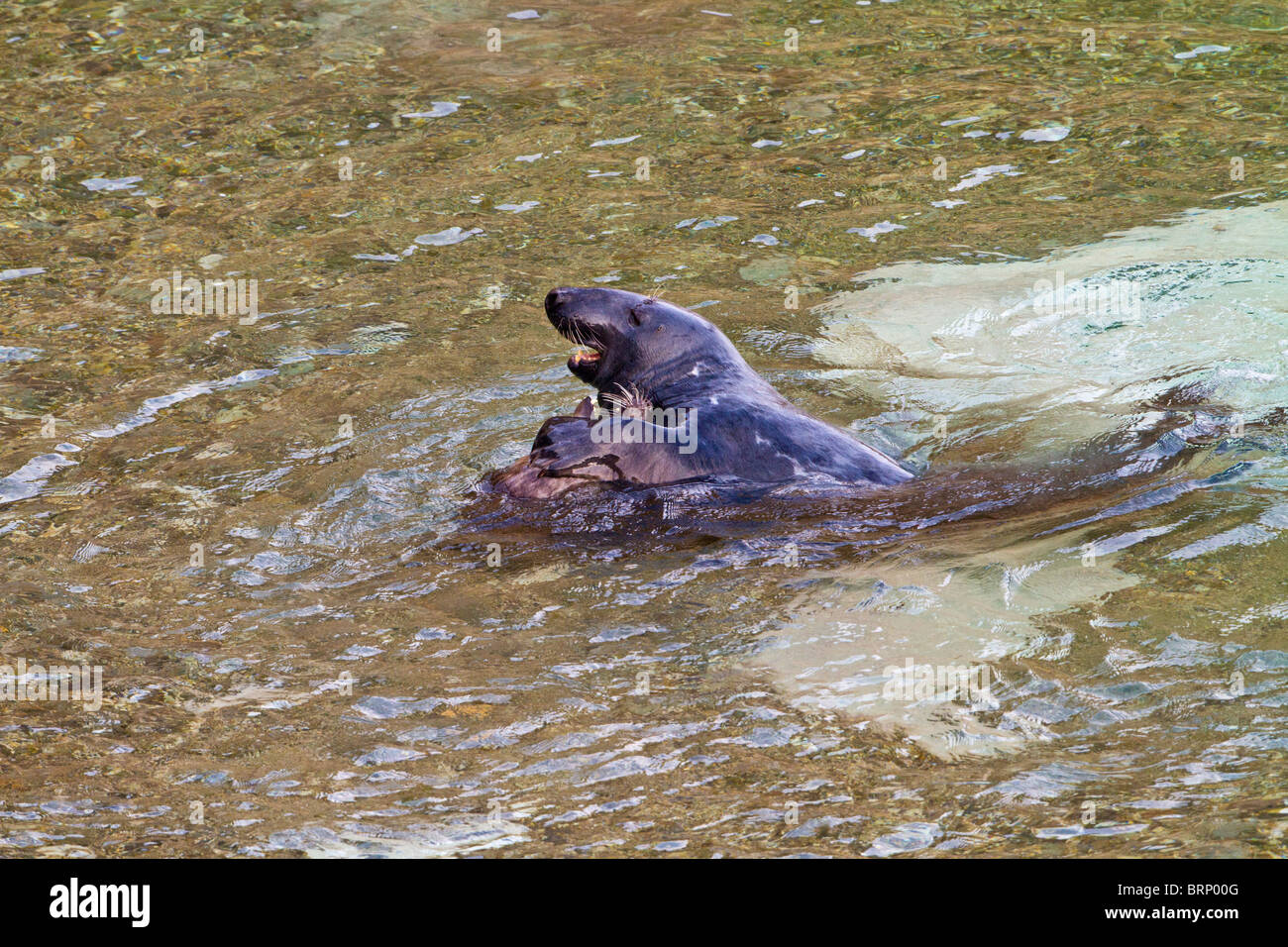 Kegelrobben (Halichoerus Grypus) spielen im Wasser Stockfoto