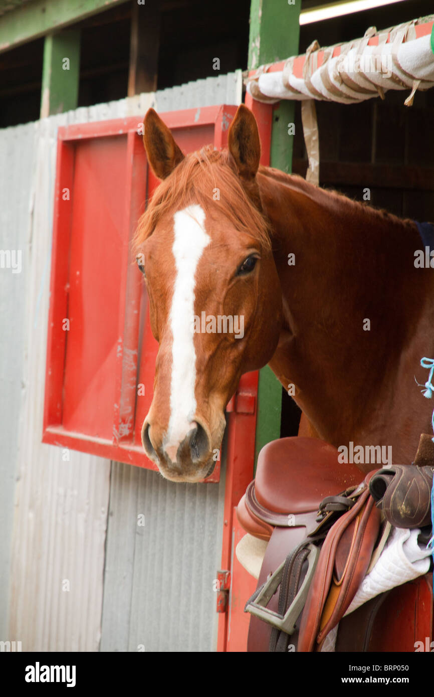 Pferd mit Blick auf die Stalltür. Stockfoto