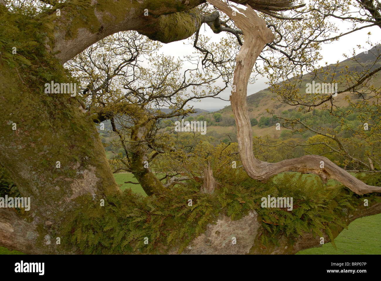 Ein Baum und Altholz, bedeckt mit Moos und Farn, Abgrund gehen, Snowdonia, North Wales, UK Stockfoto