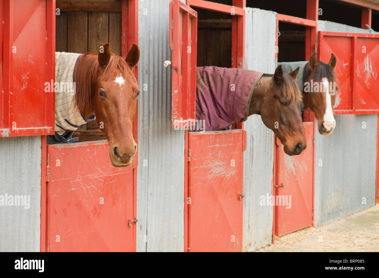 drei Pferde mit Blick auf die Stalltür Stockfoto