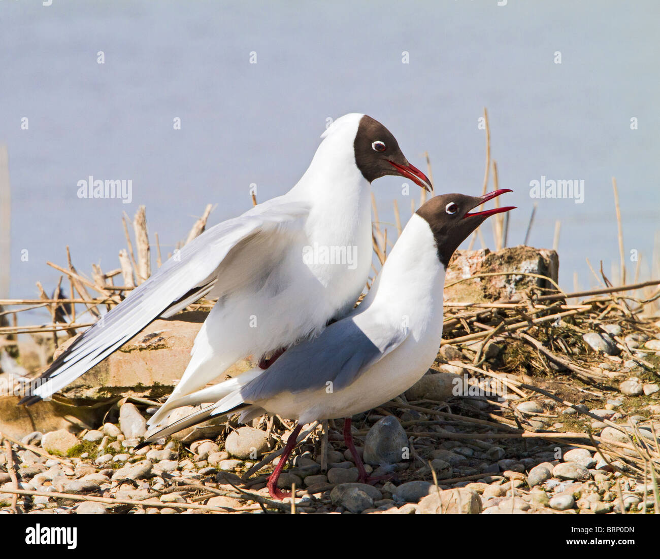 Schwarze Spitze Möwe (Larus Ridibundus) paar mateing Stockfoto