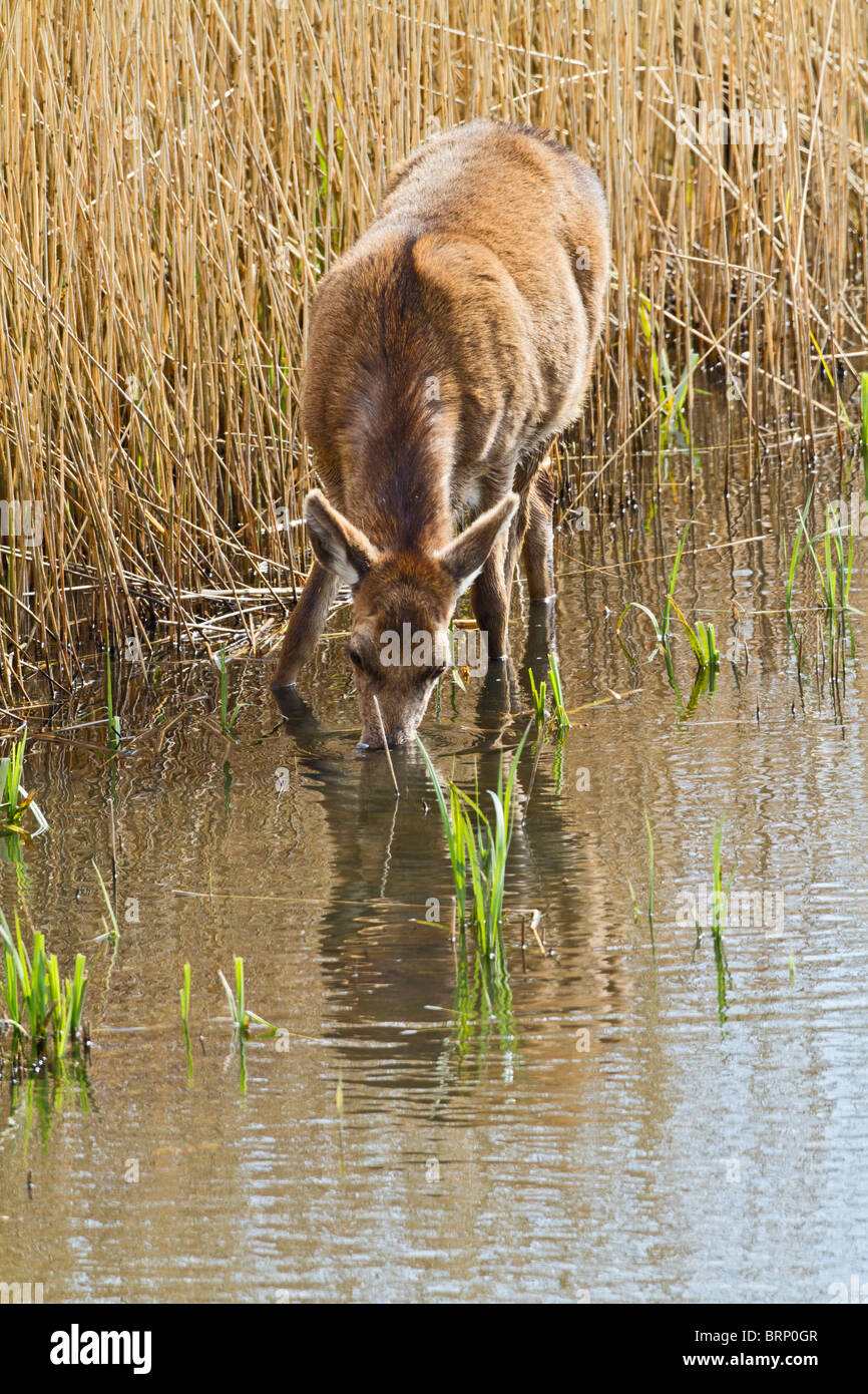 Rothirsch (Cervus Elaphus) Fütterung im Wasser Stockfoto