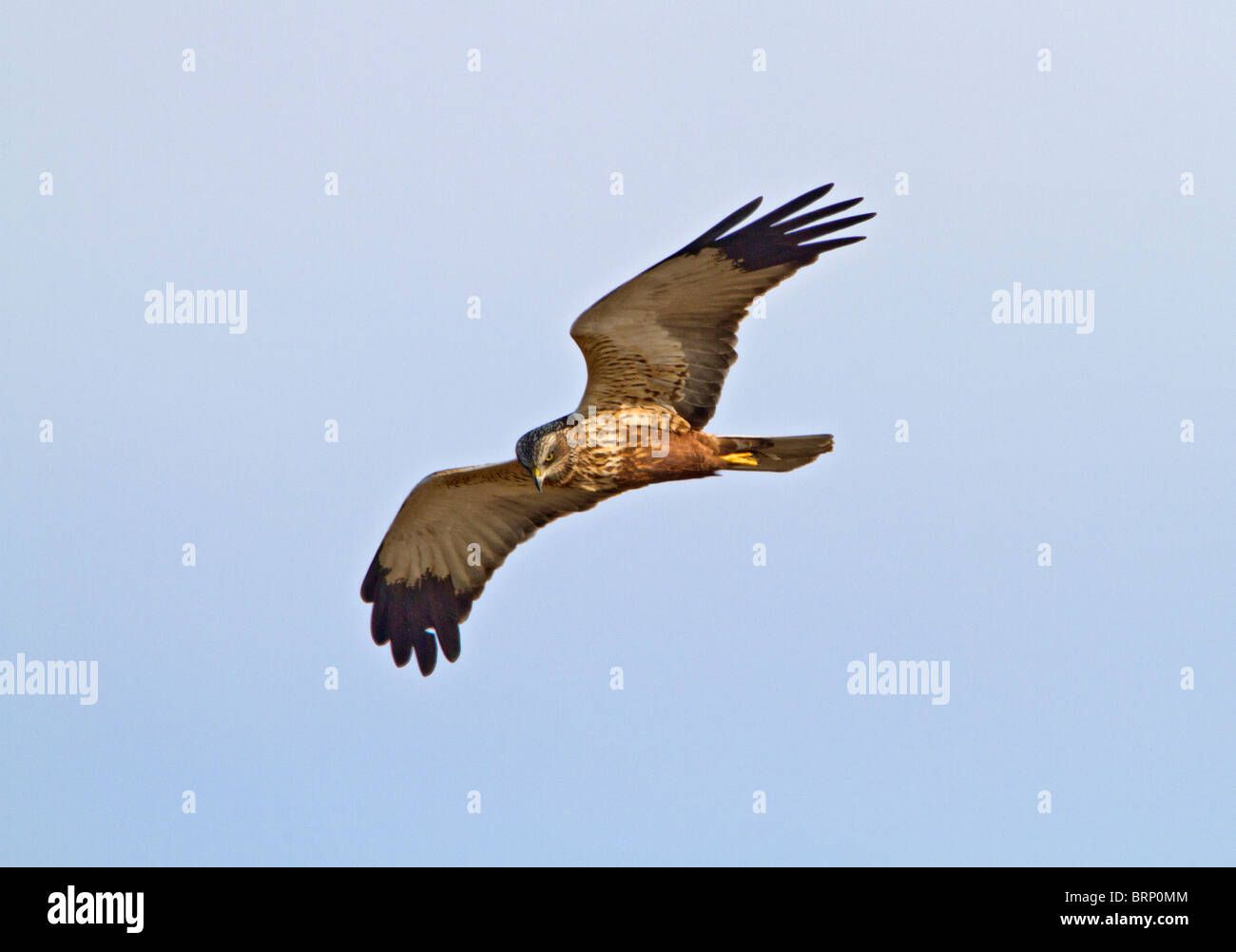 Marsh Harrier (Circus Aeruginosus) weibliche Jagd Stockfoto Marsh Harrier (Circus Aeruginosus) weibliche Jagd Stockfoto