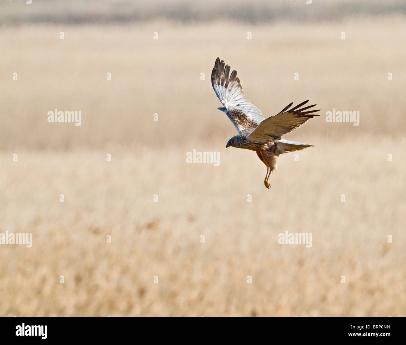 Marsh Harrier (Circus Aeruginosus) weibliche Jagd Stockfoto