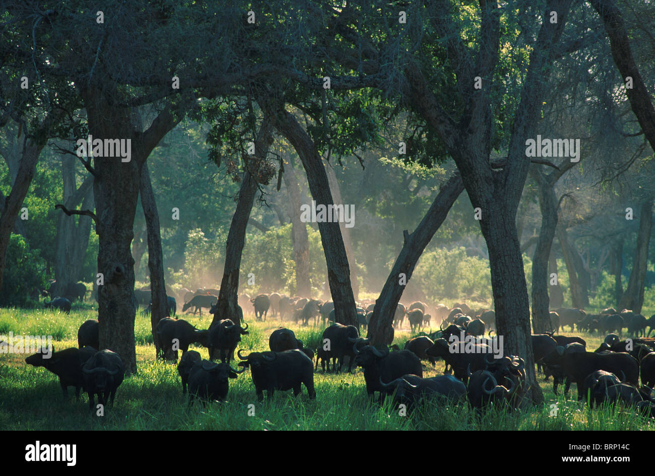 Büffel-Herde im Wald an Mana Pools Nationalpark, Zimbabwe Stockfoto