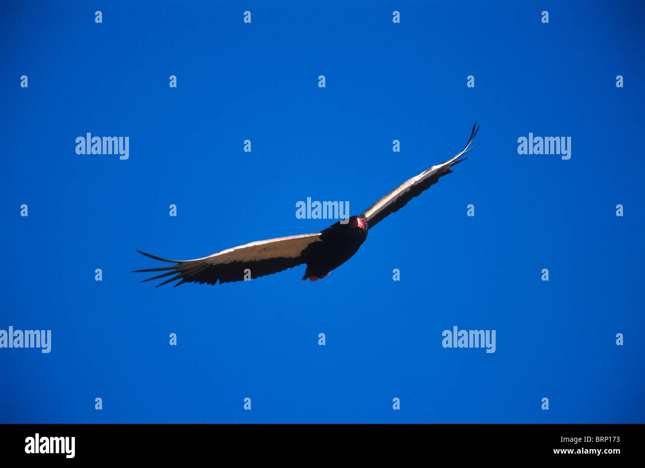 Bateleur in guter Farbe, lebendige blauen Himmel während des Fluges. Stockfoto