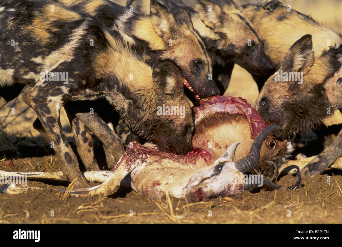 Wilde Hunde verschlingt eine Springbock-Karkasse Stockfoto