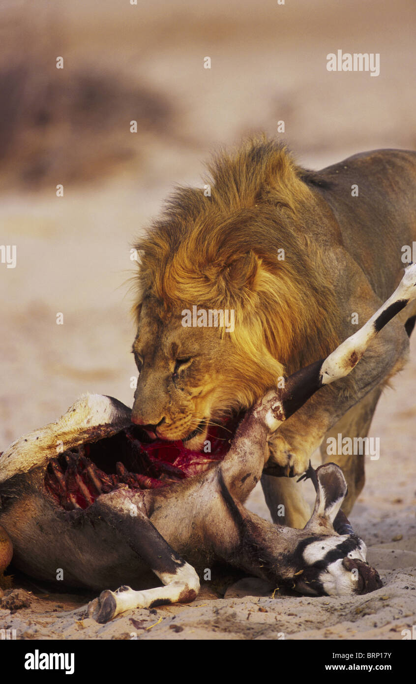 Ein Tawny Mähne männlicher Löwe Fütterung auf einen Gemsbock (Oryx) kill Stockfoto