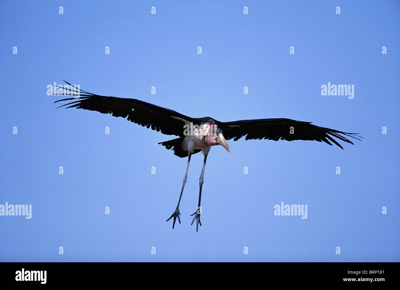 Marabou Storch mit es die Beine gestreckt nach unten in der Vorbereitung für die Landung Stockfoto