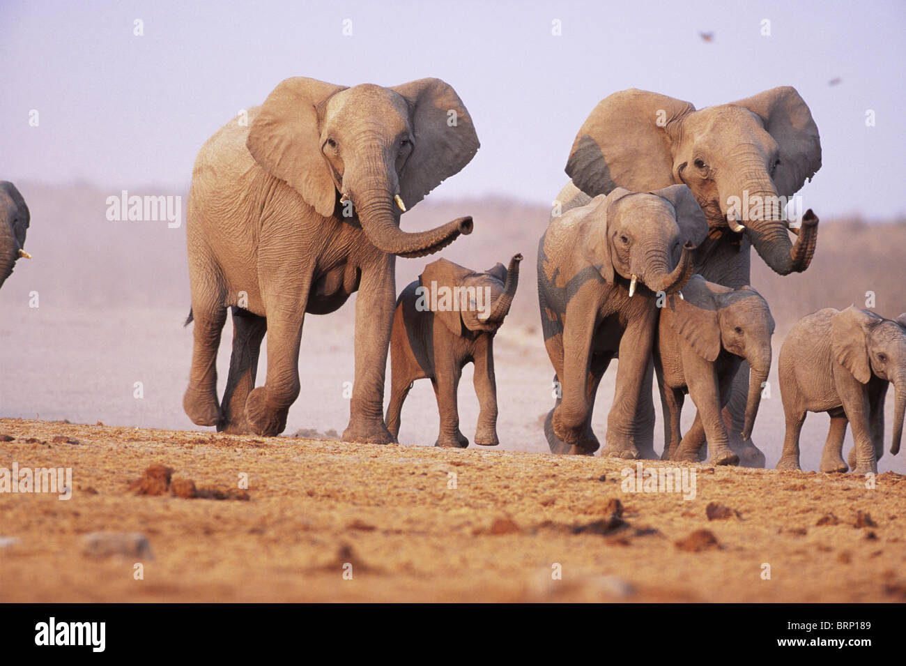 Ein afrikanischer Elefant-Familie unterwegs mit dem Rüssel angehoben, um die Luft zu schnuppern Stockfoto