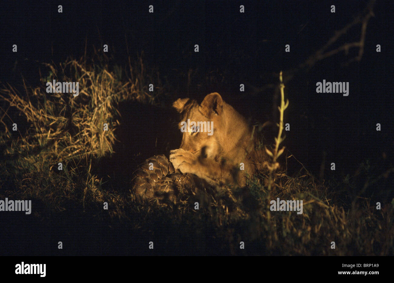 Eine Löwin tussles mit einem Pangolin (Scaly Anteater) in der Nacht. Stockfoto