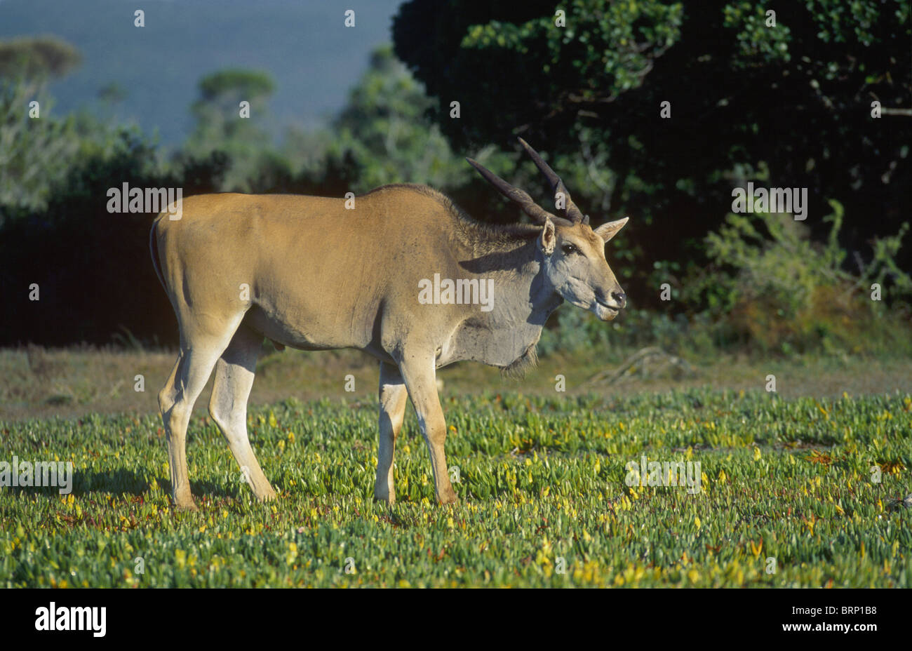 Seitenansicht der eine männliche Elenantilope (Tauro Oryx) zu Fuß über kurze vegetation Stockfoto