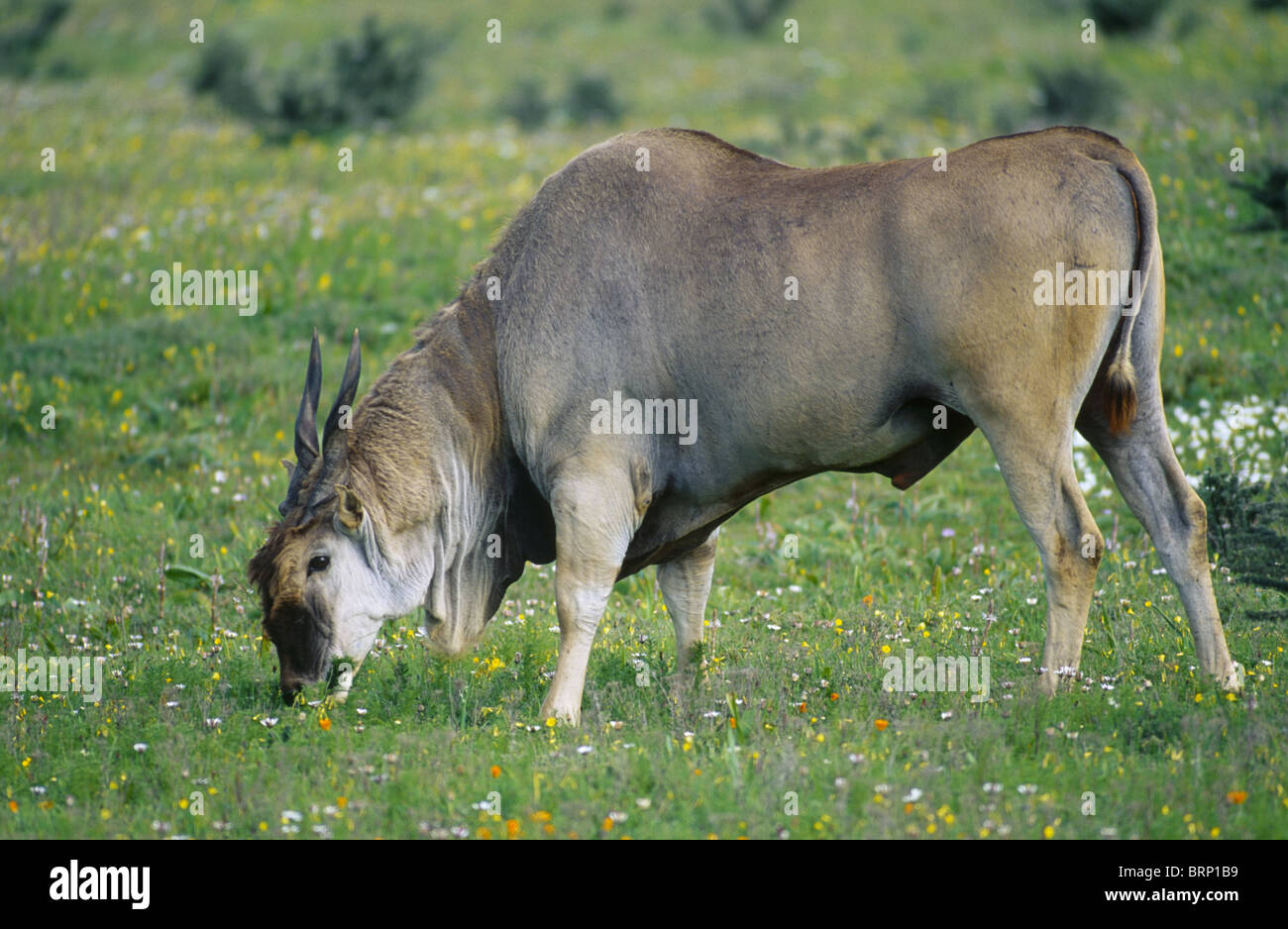 Eland männlich (Tauro Oryx) Kurzum grüne Wiesen Weiden Stockfoto