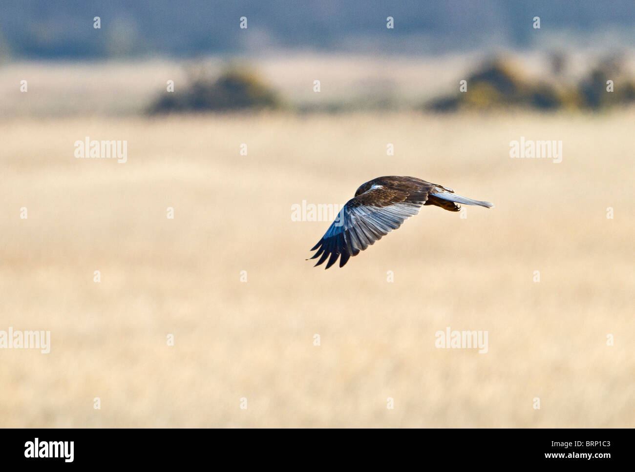 Marsh Harrier (Circus Aeruginosus) männlichen Jagd Stockfoto Marsh Harrier (Circus Aeruginosus) männlichen Jagd Stockfoto