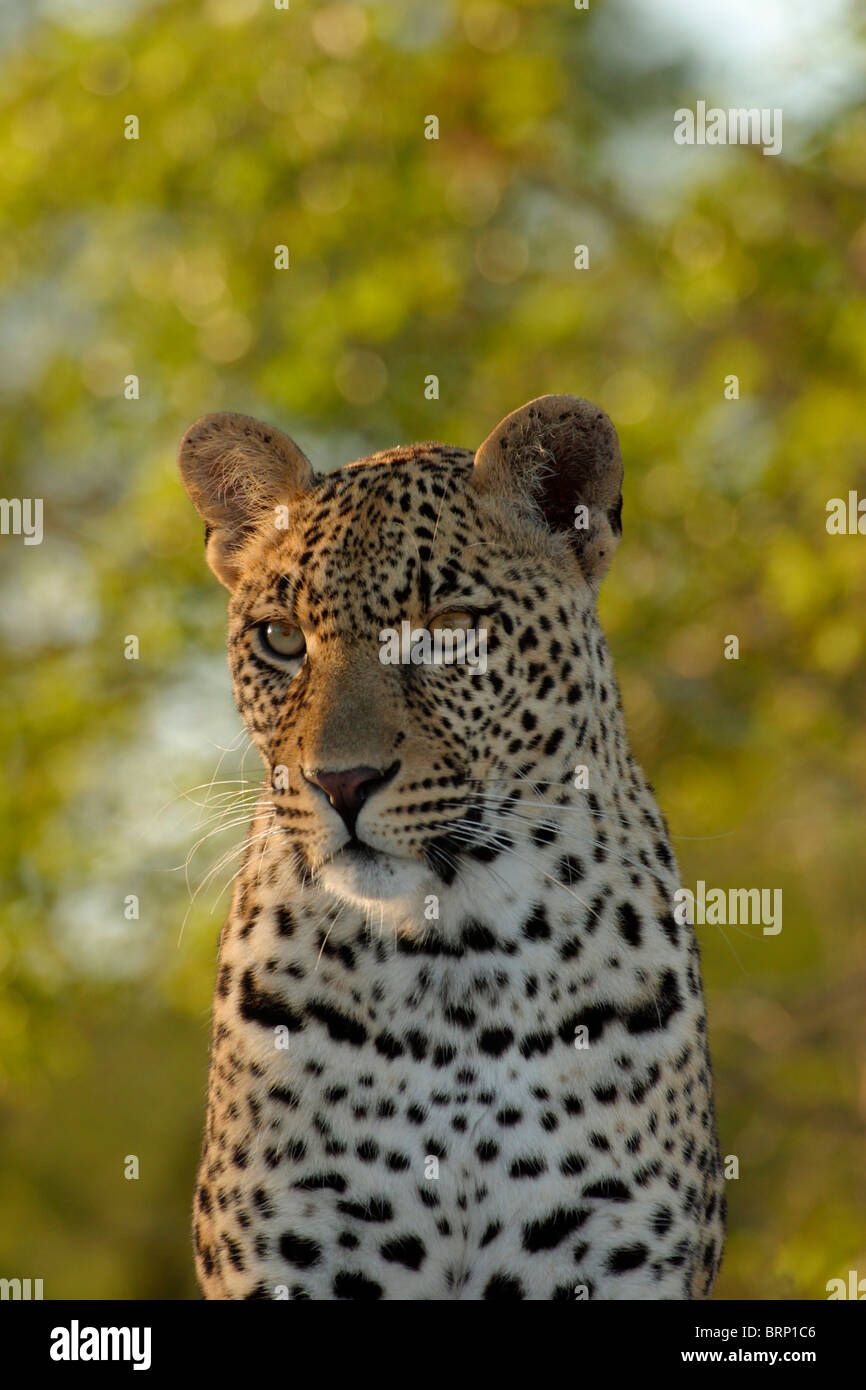 Porträt eines jungen männlichen Leoparden Stockfoto