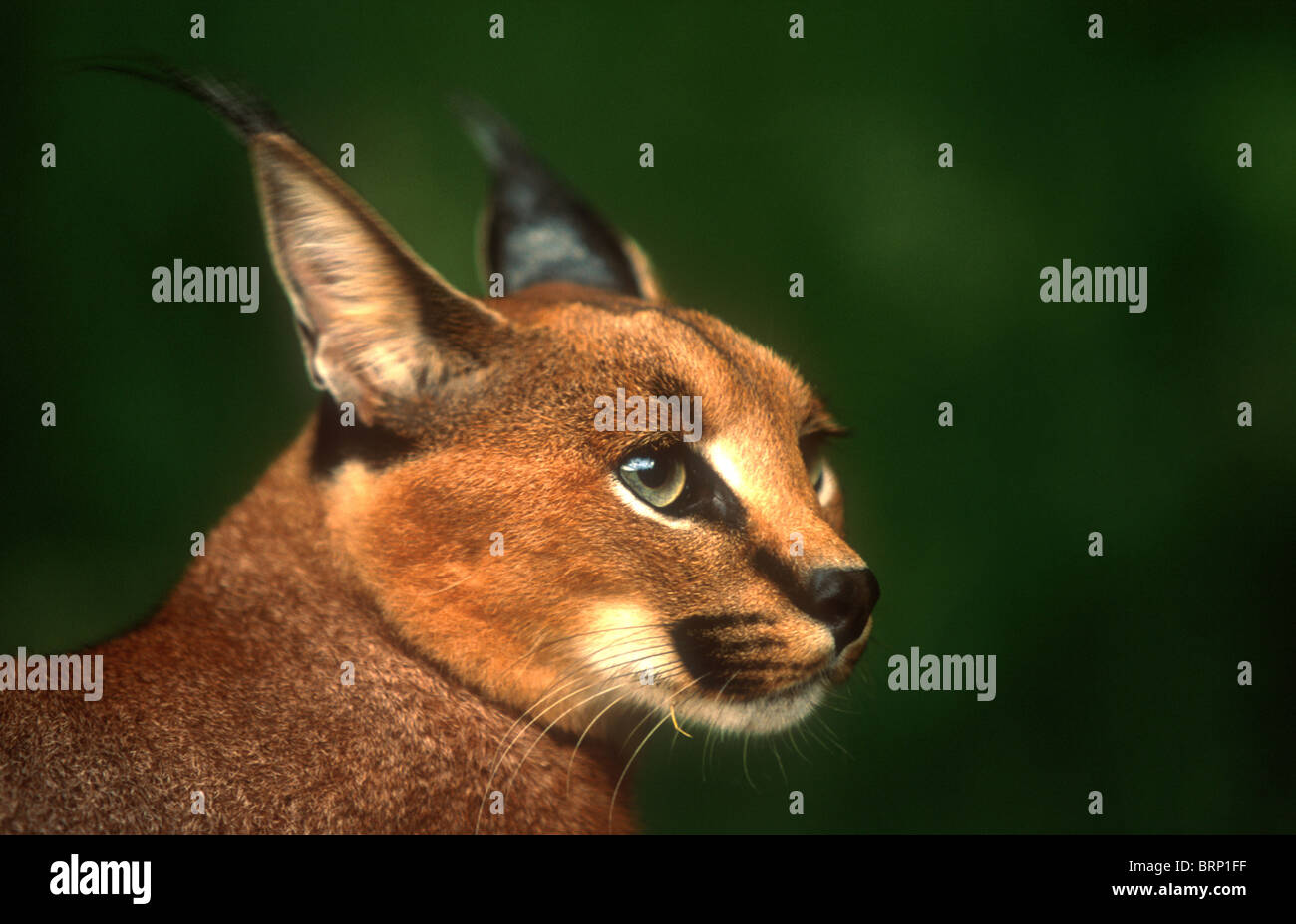 Karakal Porträt vor einem dunkelgrünen Hintergrund Stockfoto