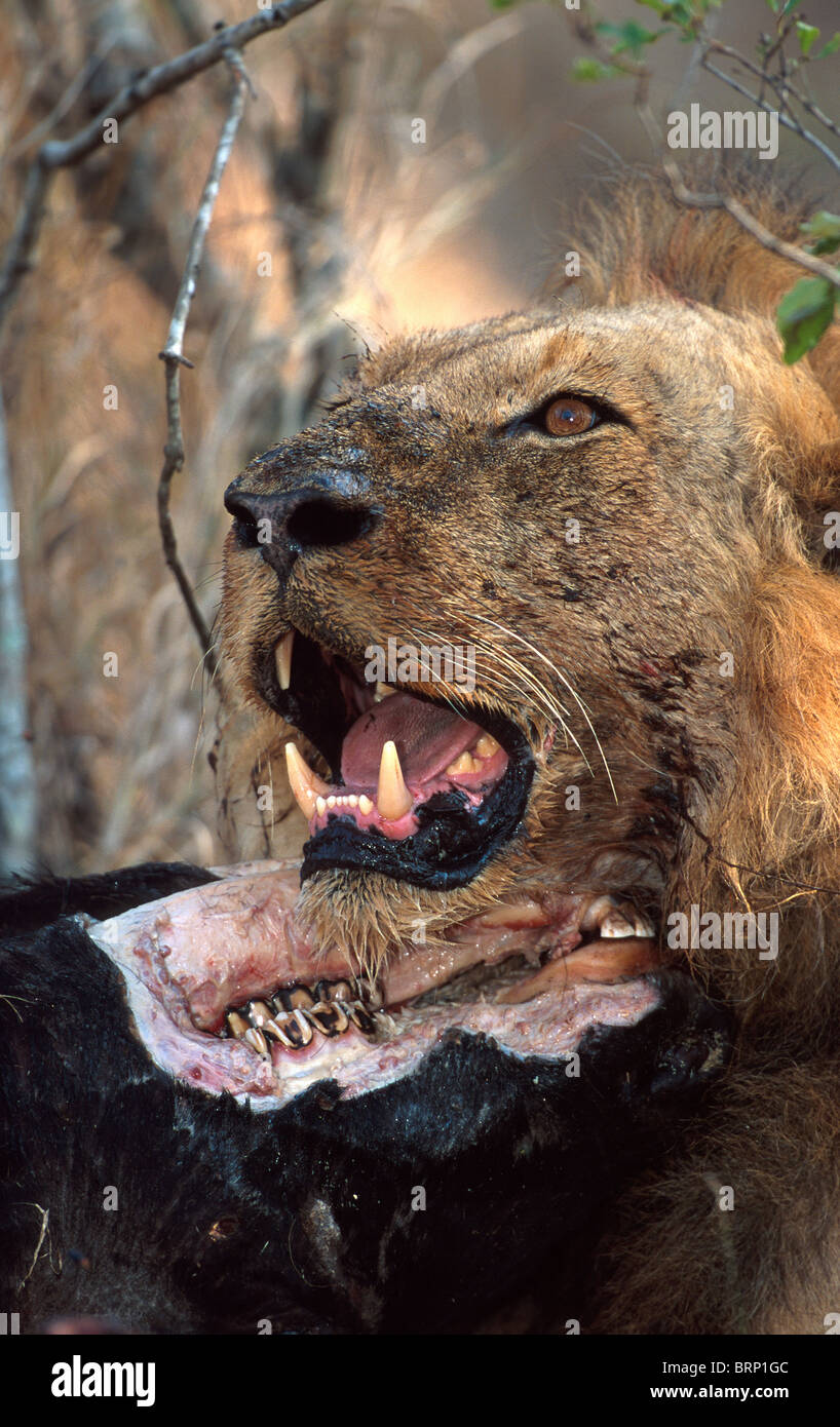 Löwen-Fütterung auf einen Büffel Kopf bei einem kill Stockfoto