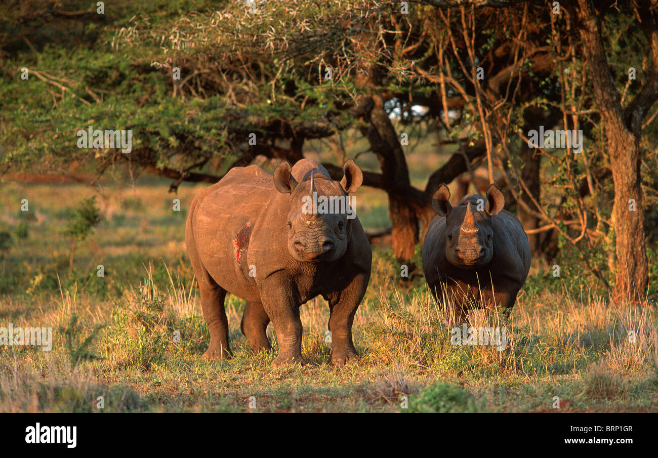 Spitzmaulnashorn Kuh und Kalb im veld Stockfoto