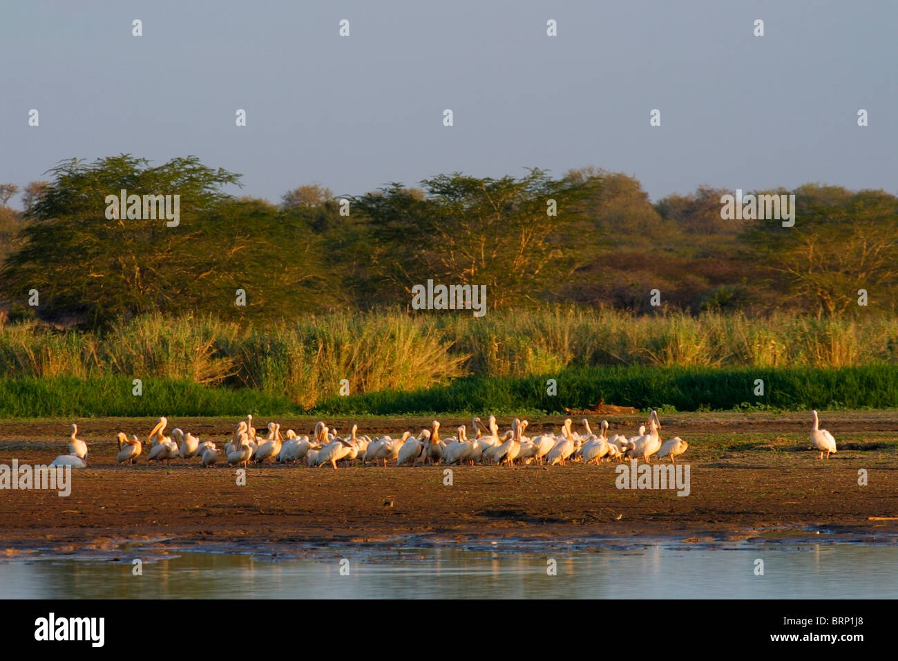 Herde von weiße Pelikane Ufer Nsumo Pan Mkuze game Reserve St. Lucia ist Teil iSimangaliso Wetland Park World Heritage Site Stockfoto