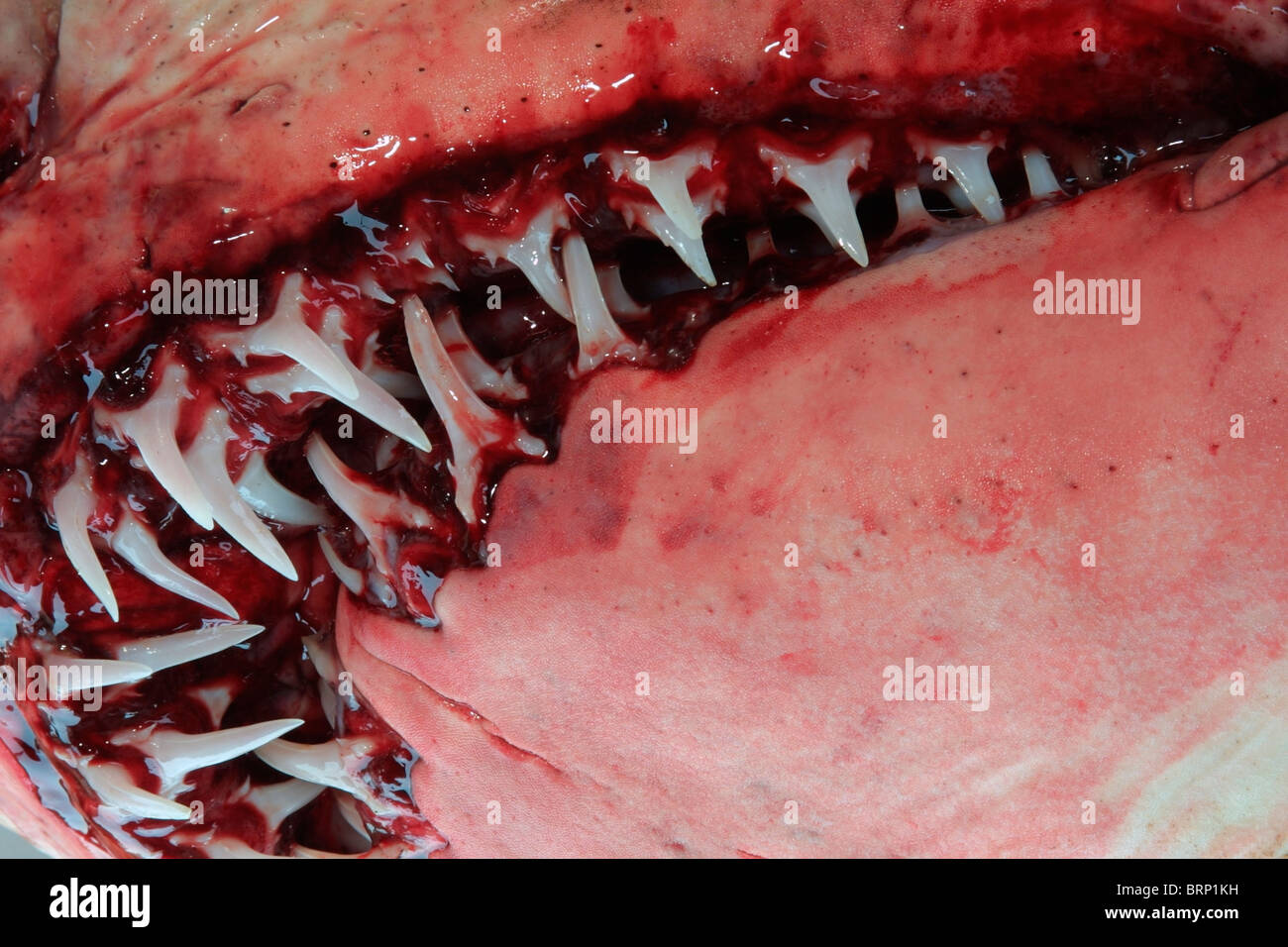 Detail der zerlumpten Zahn Hai Maul vor der Präparation. Stockfoto