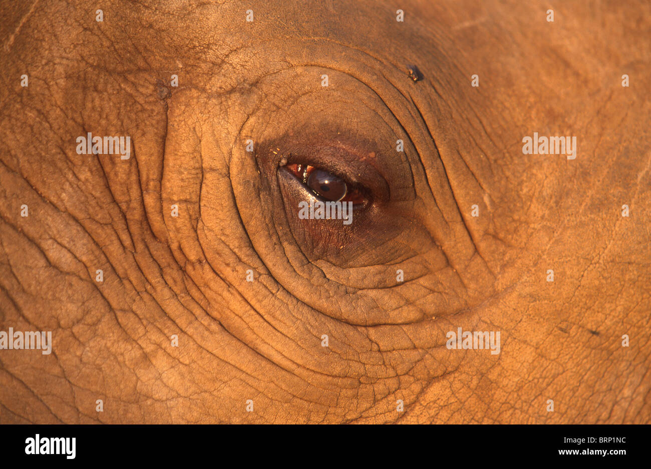Nahaufnahme des schwarzen Nashorn Auge Stockfoto