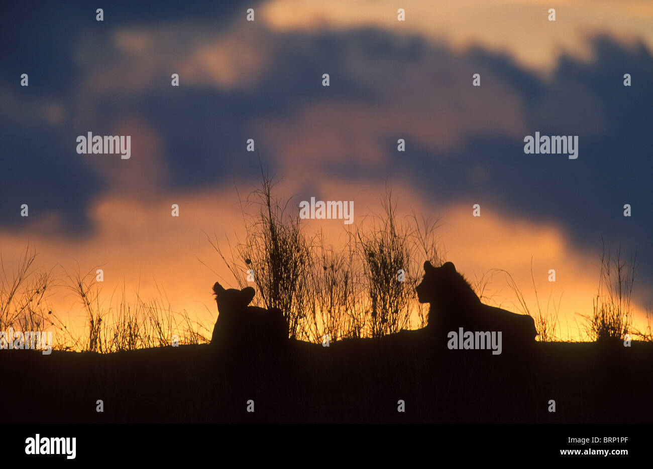 Eine Silhouette Löwenpaar sitzen am Horizont bei Sonnenuntergang Stockfoto