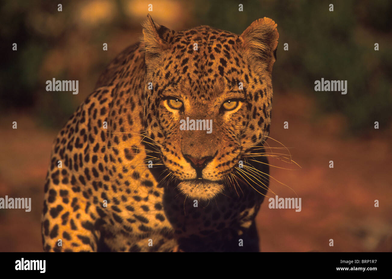 Porträt eines großen männlichen Leoparden Stockfoto